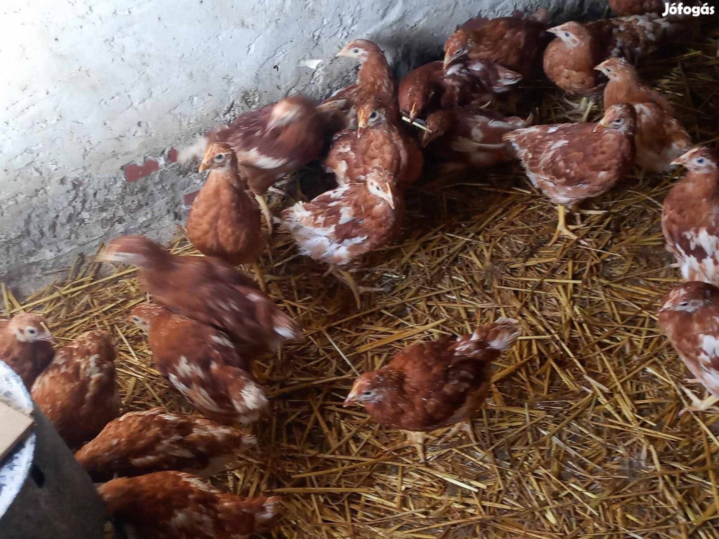 Tojo jérce 19 hetesen