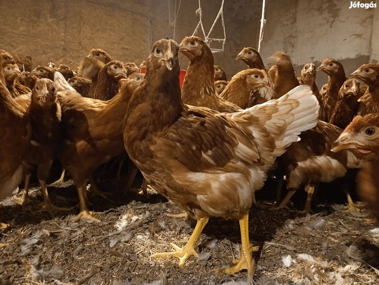 Tojó jérce, tyúk. Sok tojás! Legközelebb szeptemberben!