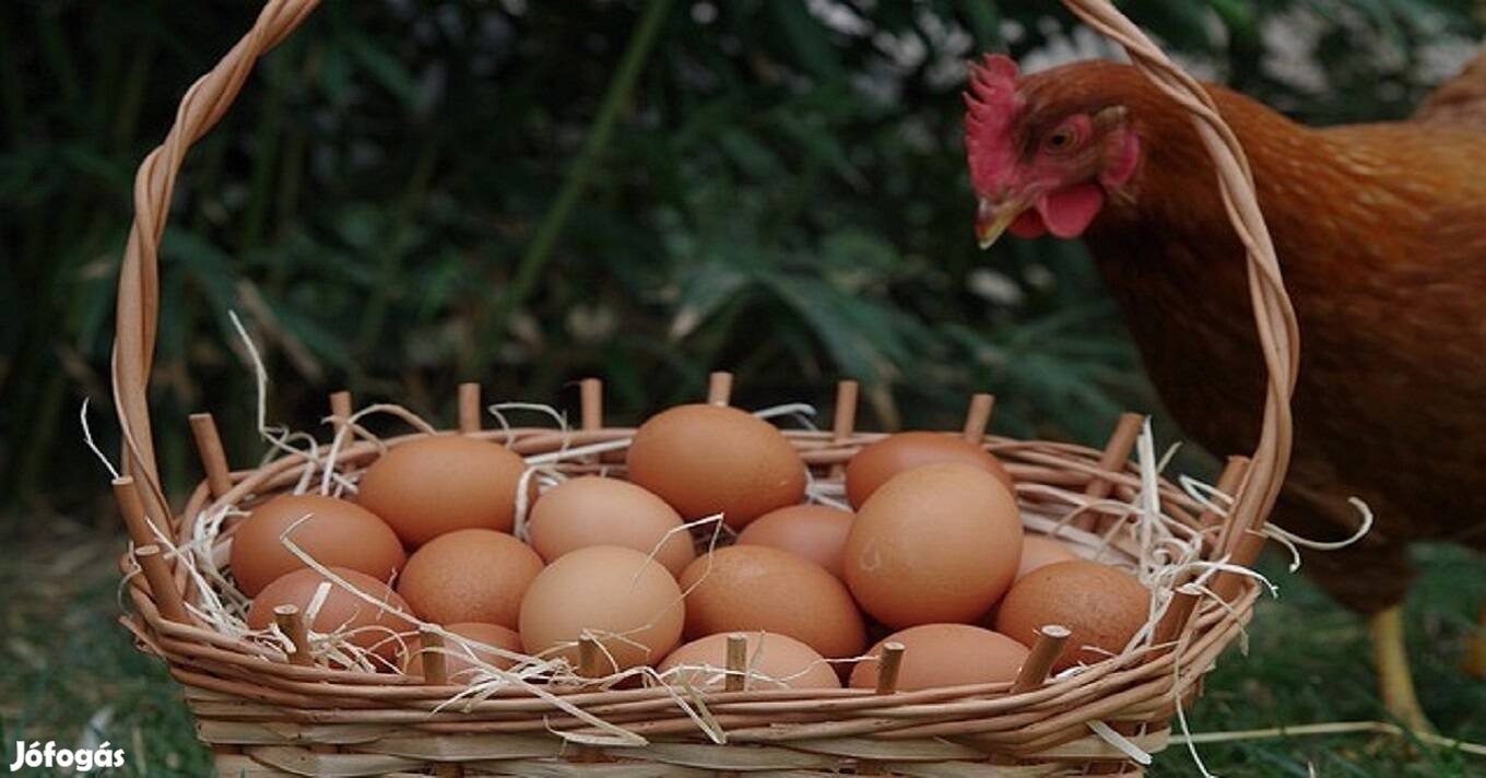 Tojó tyúk rendelhető 