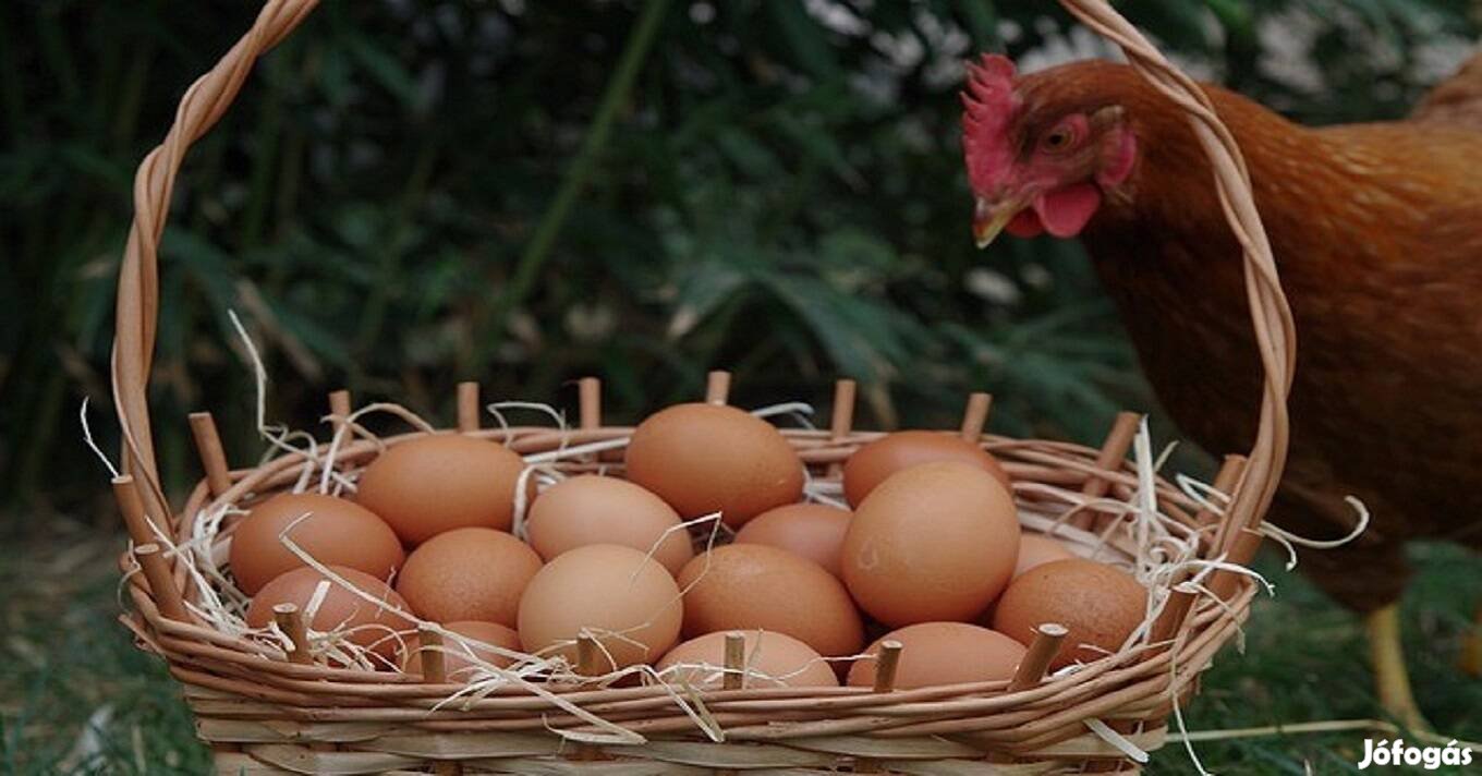 Tojó tyúk vagy jercek kapható 