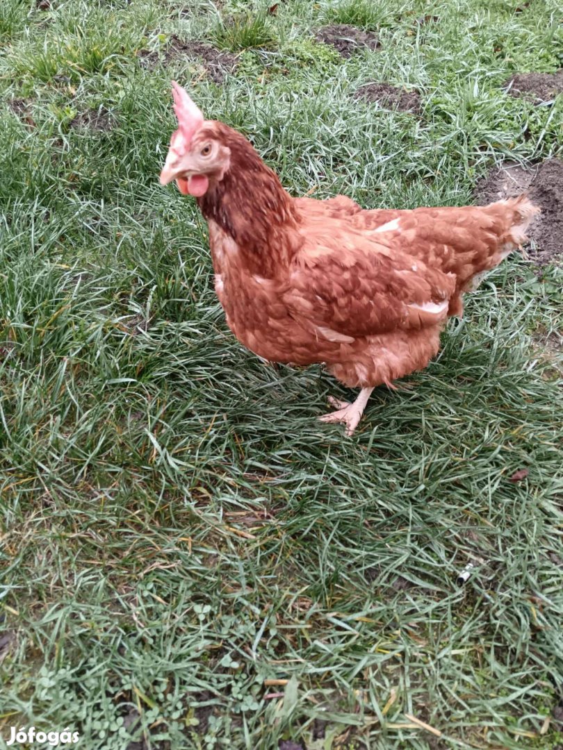 Tojó tyúkok eladók