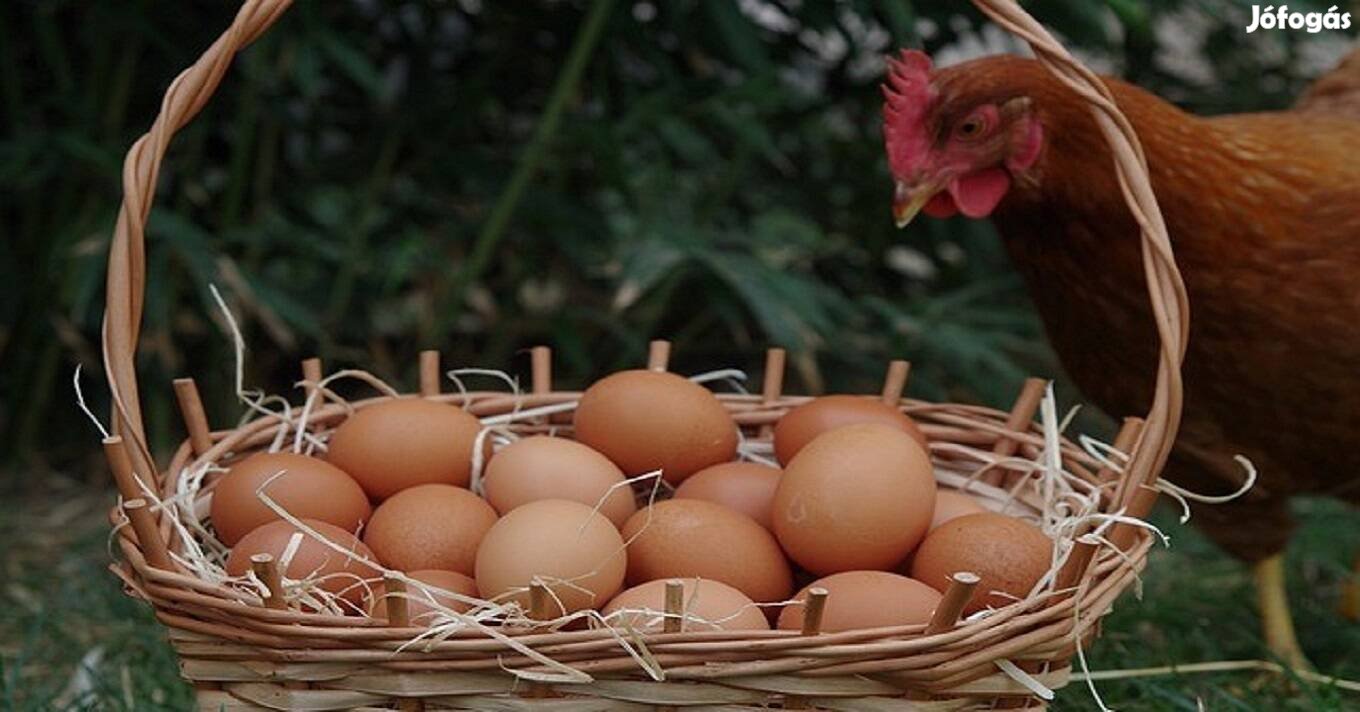 Tojó tyúkok és jercek!