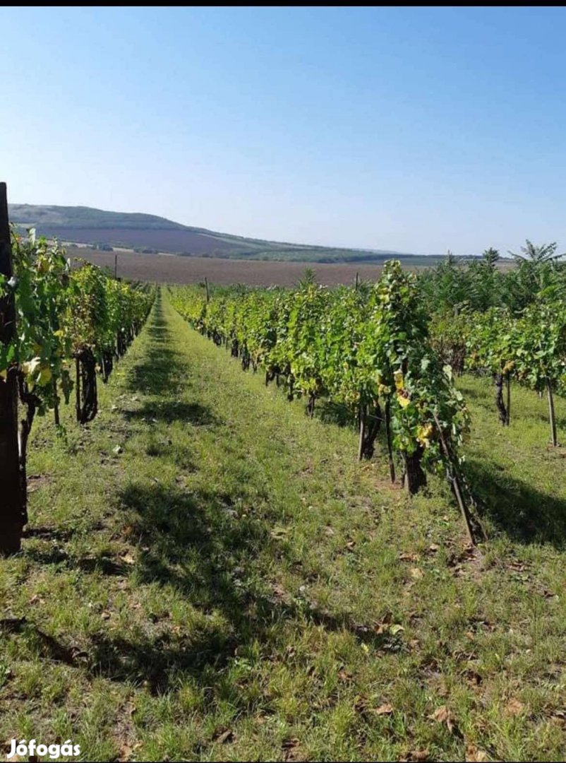 Tokaj-Hegyaljai szőlőültetvény eladó vagy bérbe adó
