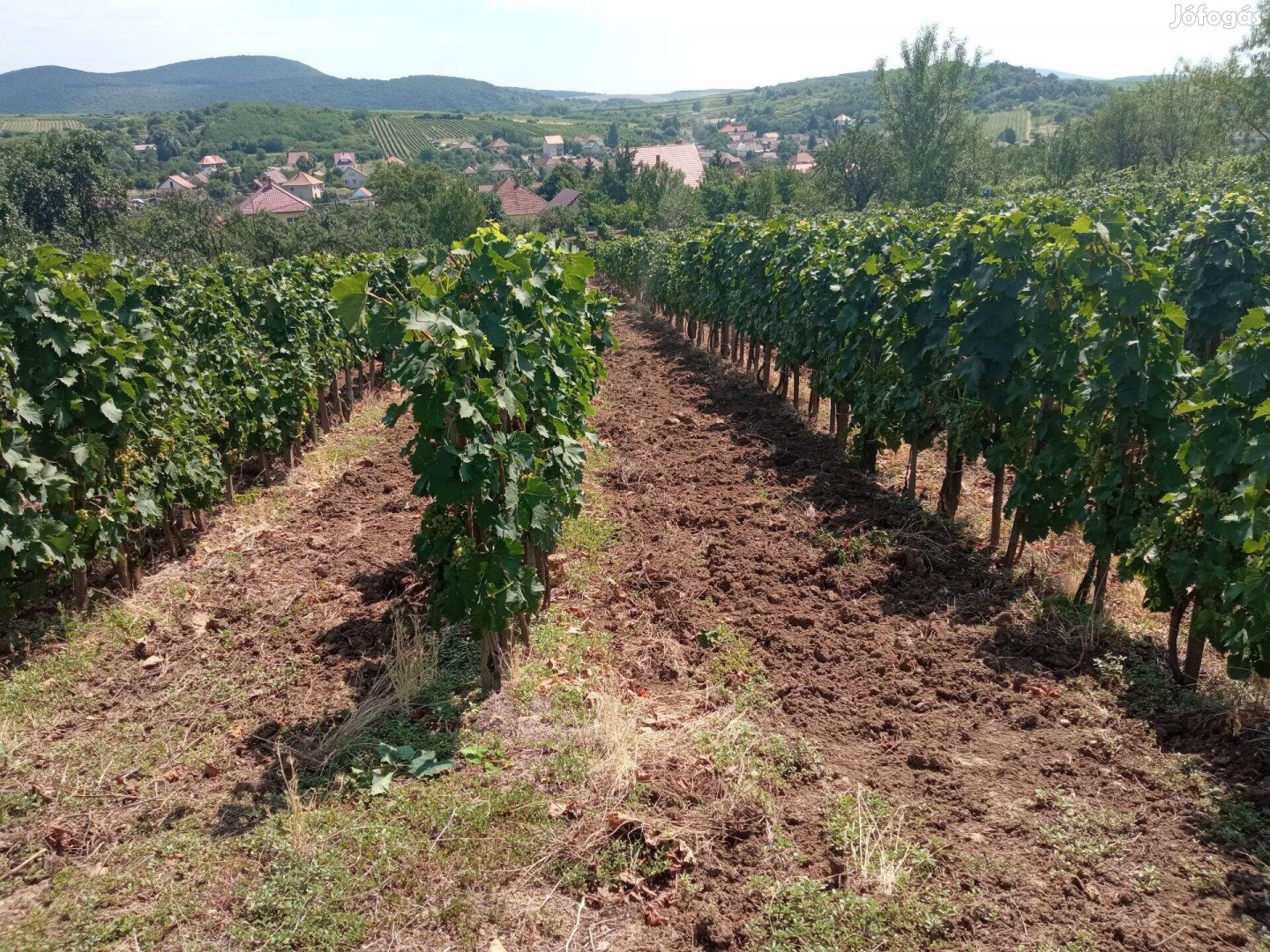 Tokaj-Hegyalján, Mádon sárgamuskotályos szőlőterület eladó