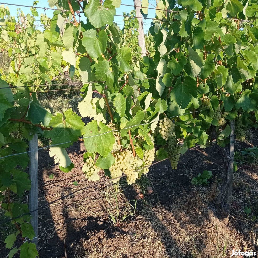 Tokaj-Hegyalján szőlőültetvény eladó