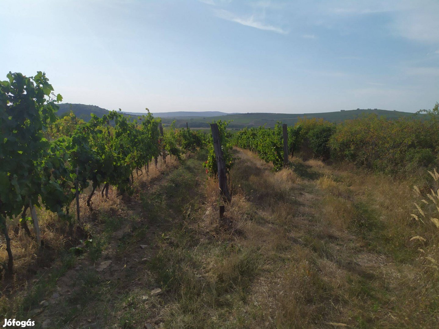 Tokaj-hegyalján szőlőterület eladó/bérelhető