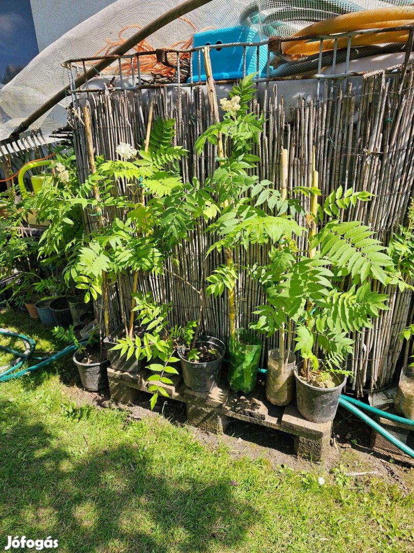 Tollas gyöngyvessző (Sorbaria sorbifolia) konténeres cserjék 990 Ft-tó