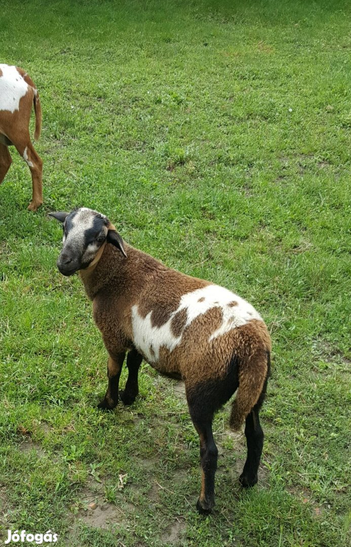 Tolna megyében.kos bárányok