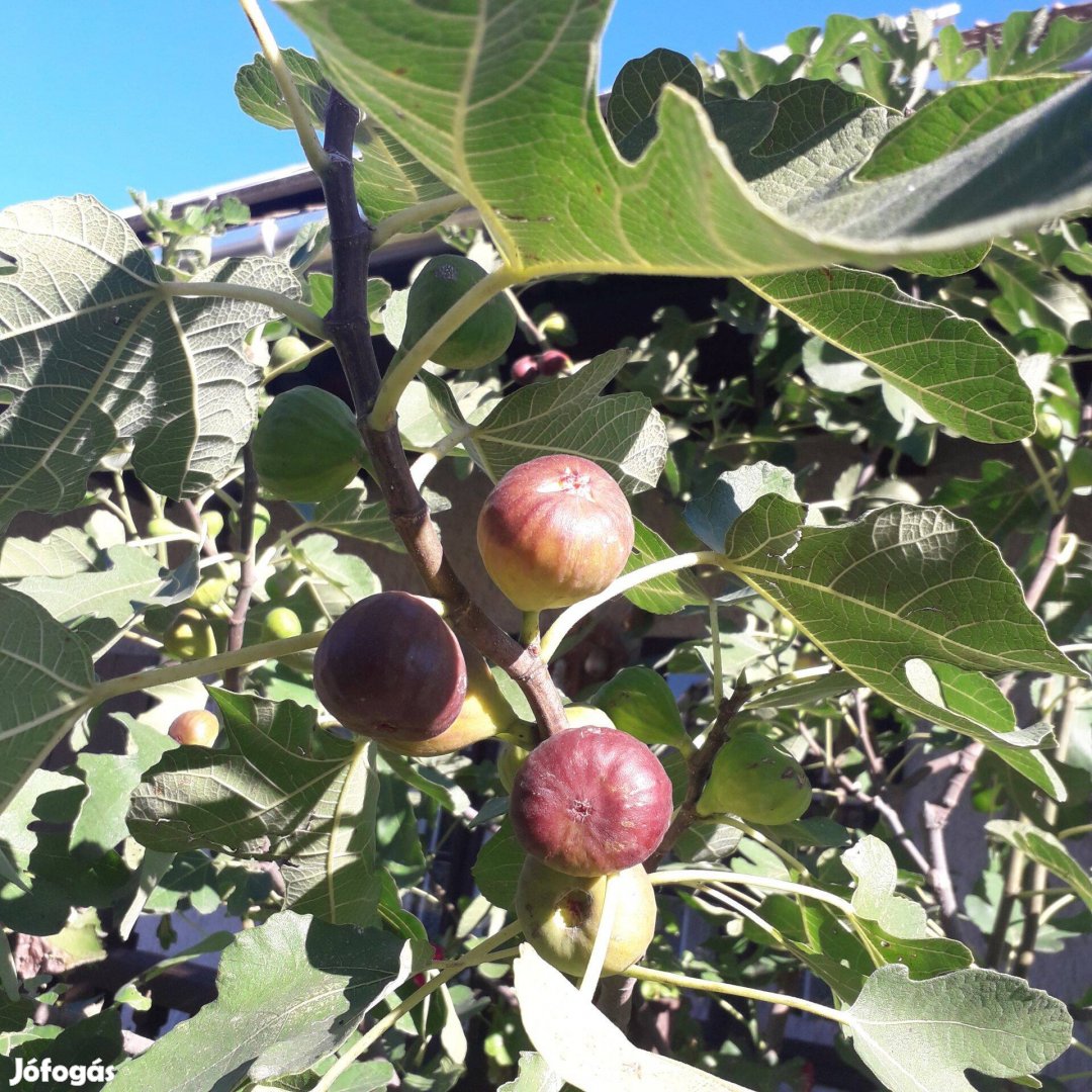 Török füge, barna fügefa csemete, Ficus carica Brown Turkey