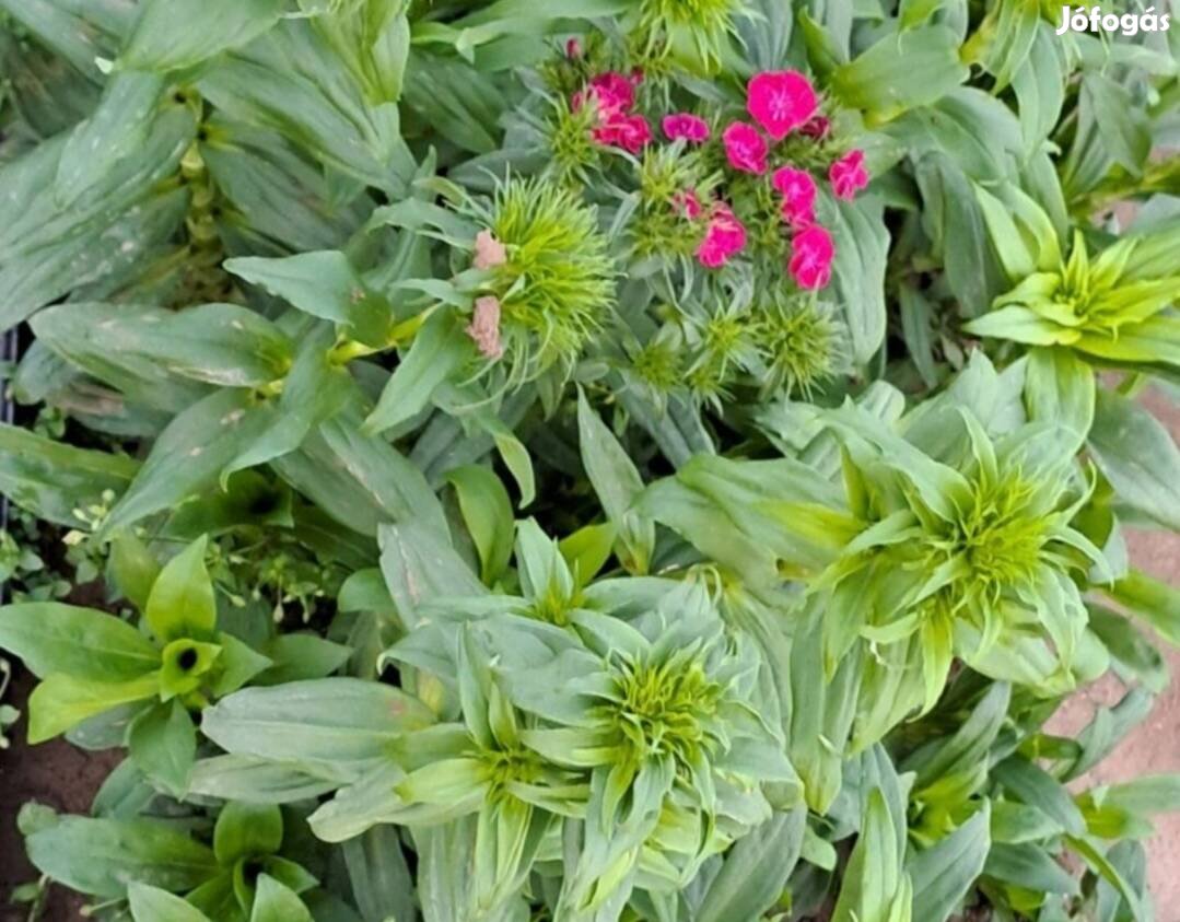 Törökszegfű-Dianthus barbatus cserepes
