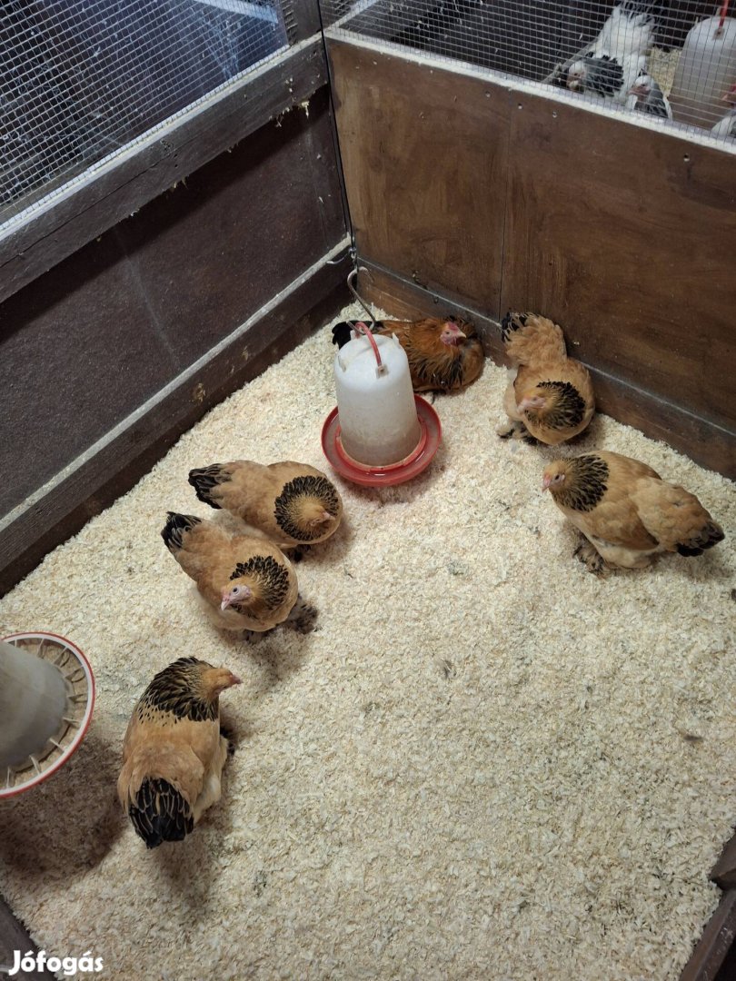 Törpe Brahma Sárga Fekete