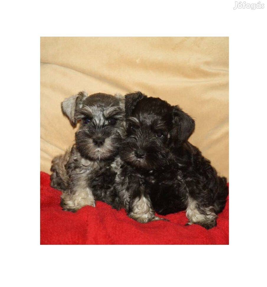 Törpe Schnauzer kiskutyák több színben kaphatók törzskönyvezett szülők