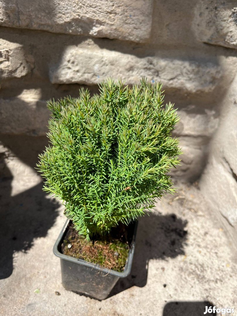 Törpe gömbtuja - Thuja occidentalis "Teddy"