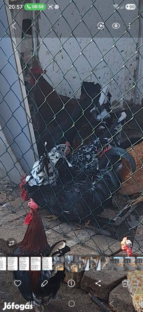 Törpe japán jérce kakas tojás eladás