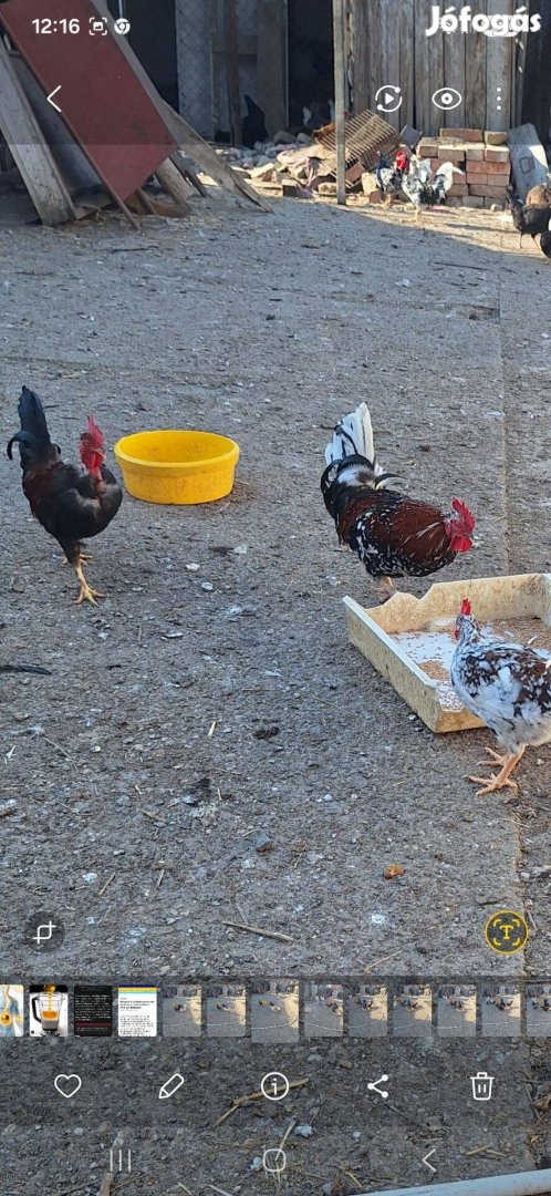 Törpe kakas jérce keltethető tojás