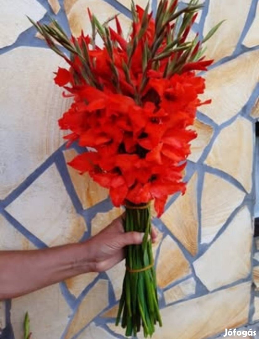 Törpe kardvirág hagyma eladó