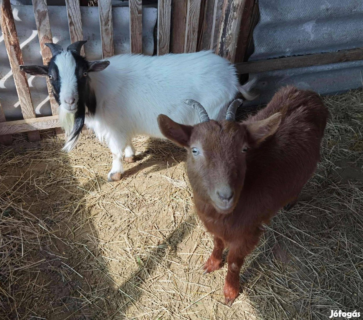 Törpe kecske eladó