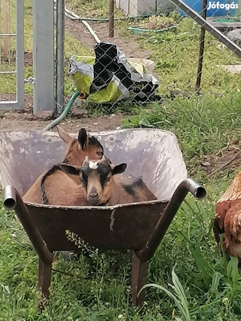 Törpe kecske eladó. 