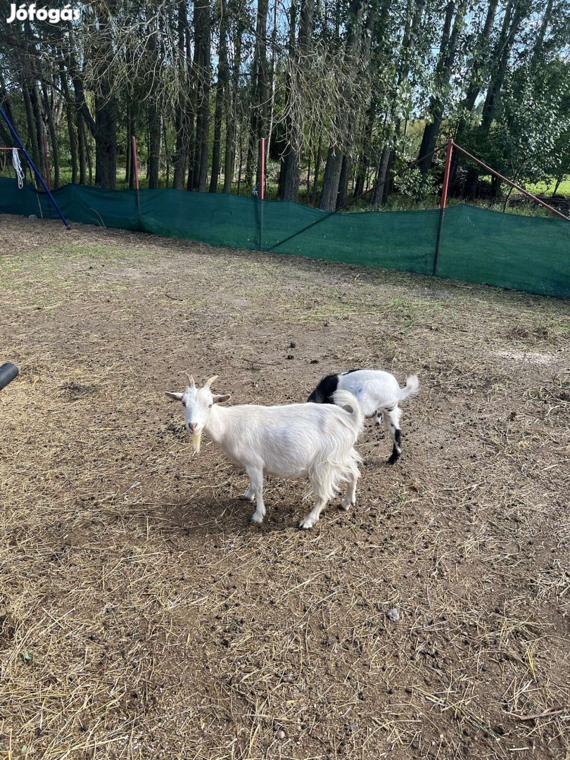 Törpe kecske mini,fajtiszta holland