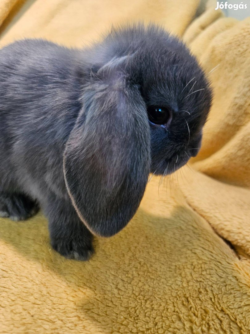 Törpe kosorrú nyuszi