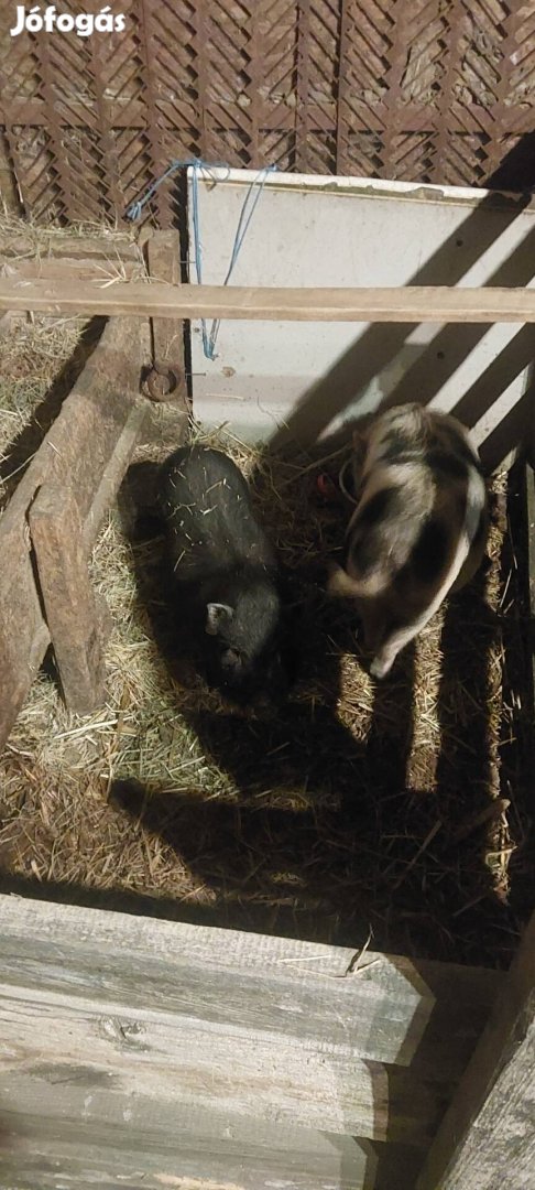 Törpe malac eladó