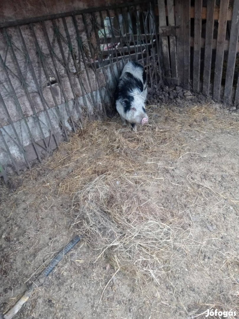 Törpe malac eladó vagy cserélhető 