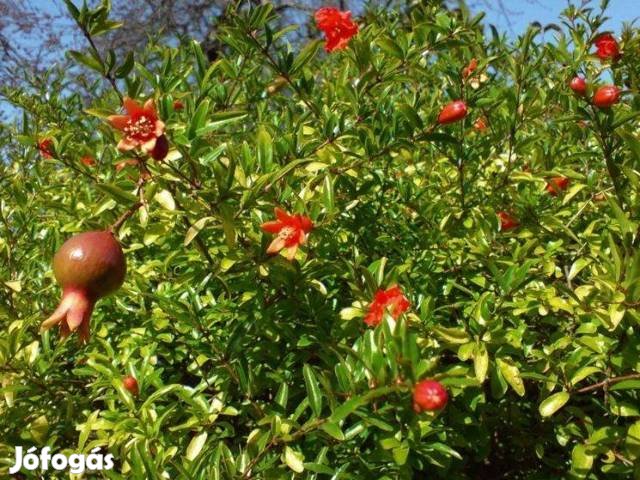 Törpe növésű gyümölcstermő gránátalma növény eladó