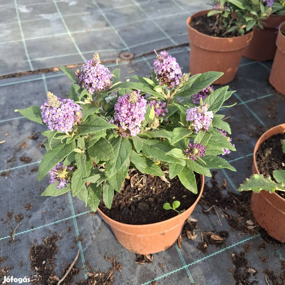 Törpe nyári orgona ( Buddleia davidii)