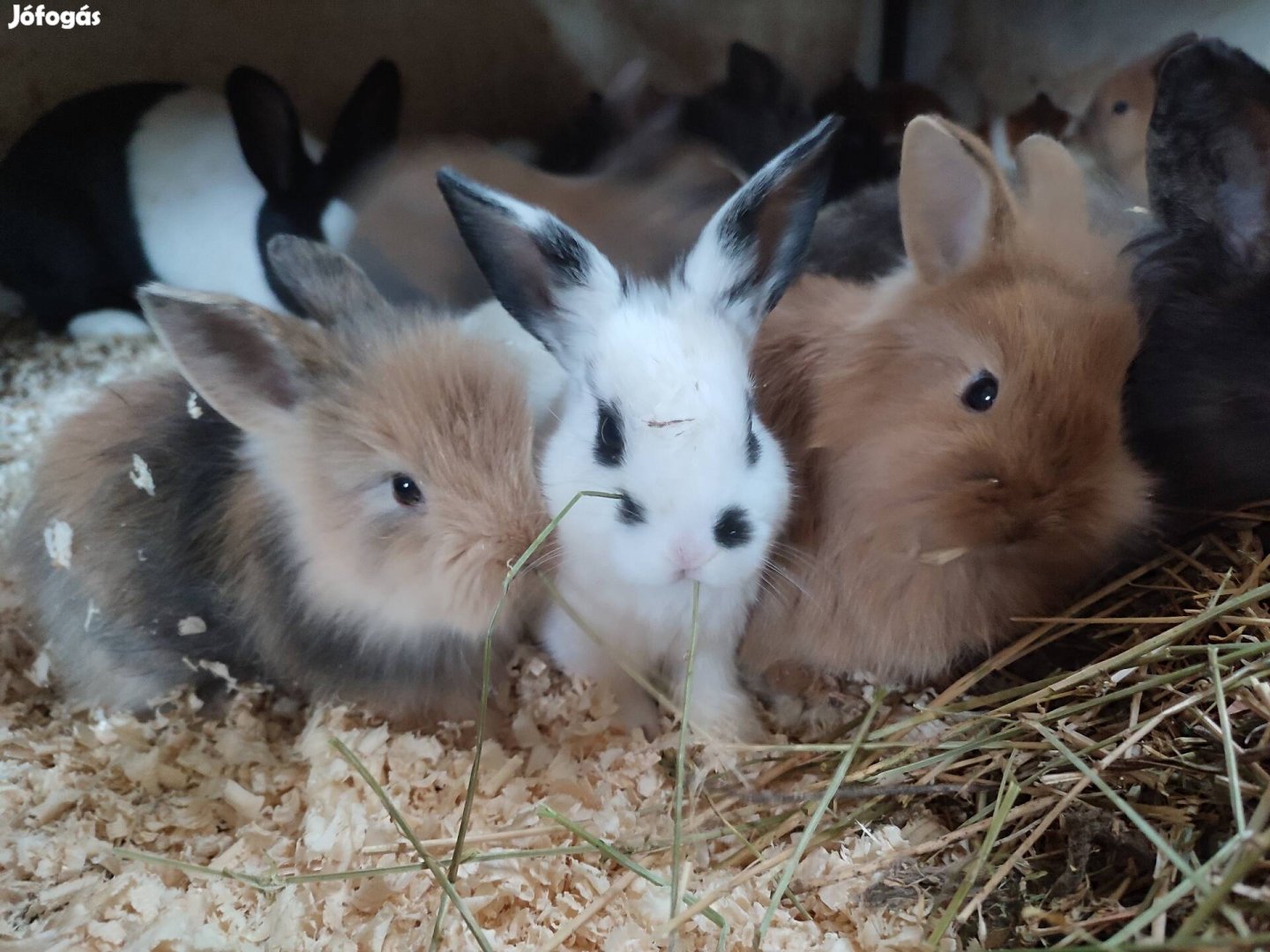 Törpe nyúl, nyuszik