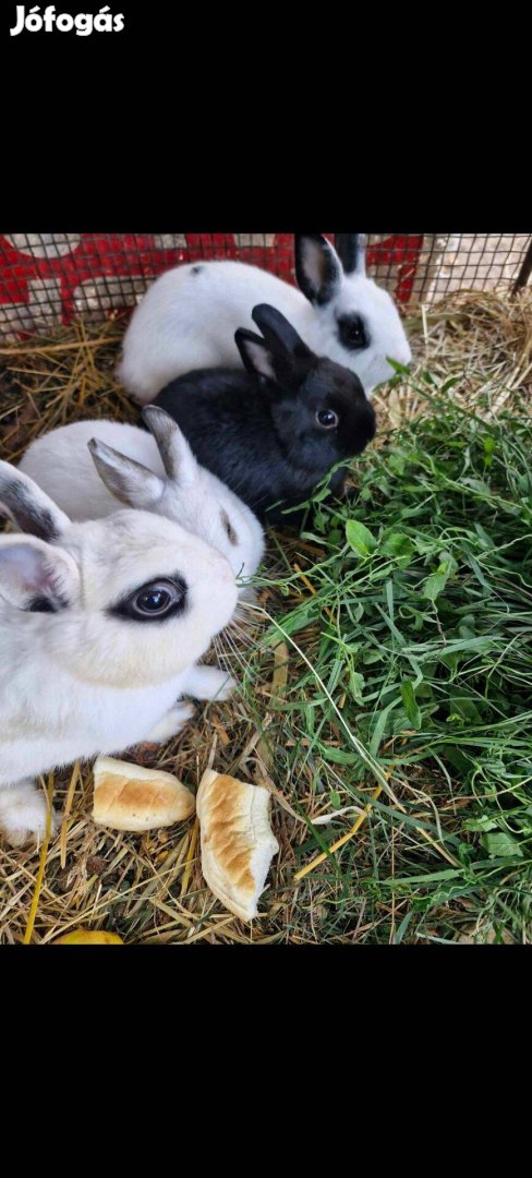 Törpe nyuszi eladó vagy csere