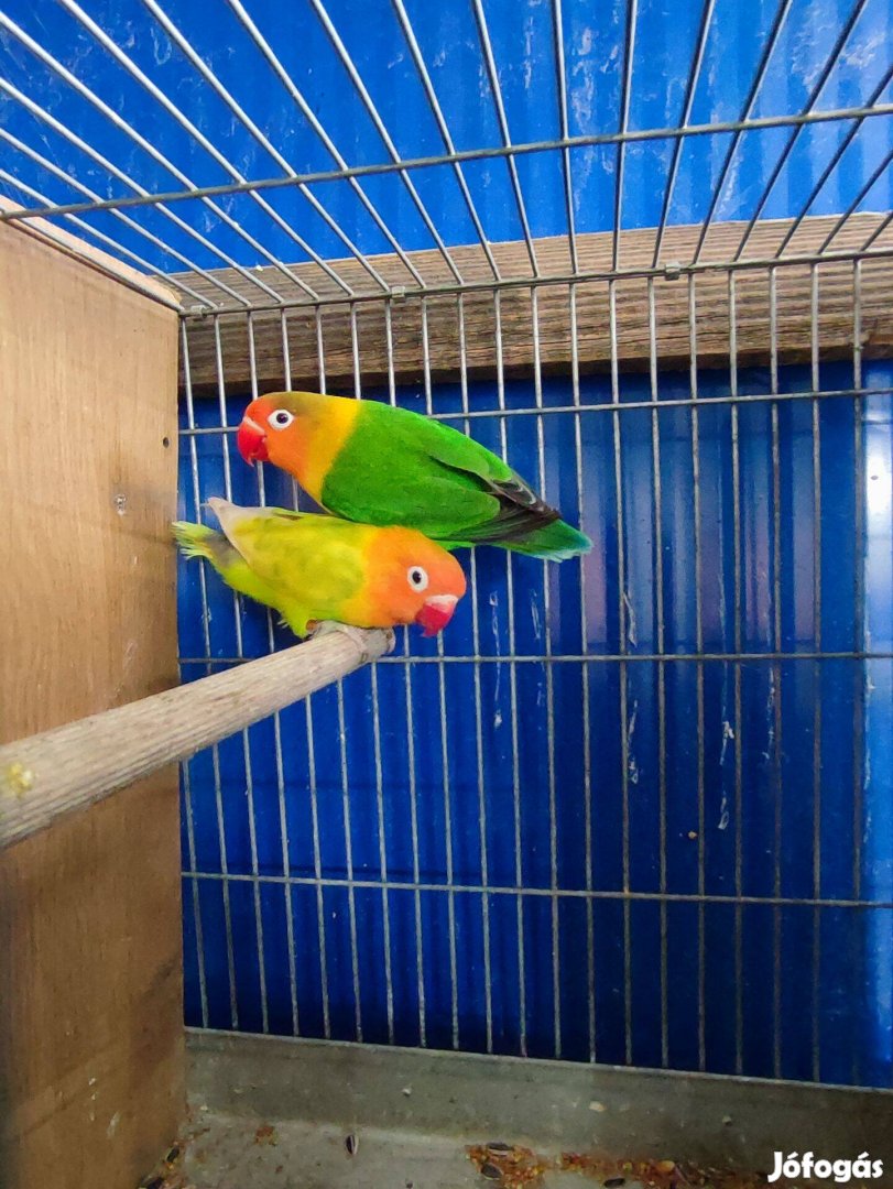 Törpe papagáj párok. Fisher