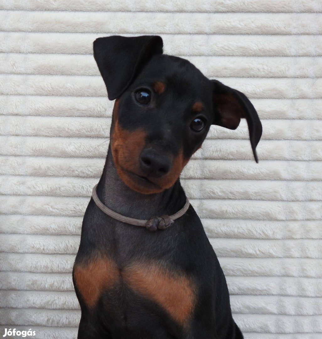 Törpe pinscher / Törpe pincser