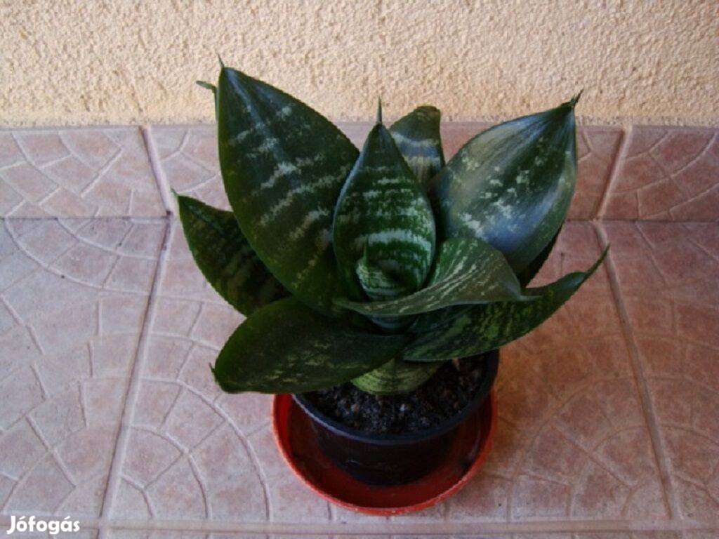 Törpe sansevieria / anyósnyelv eladó