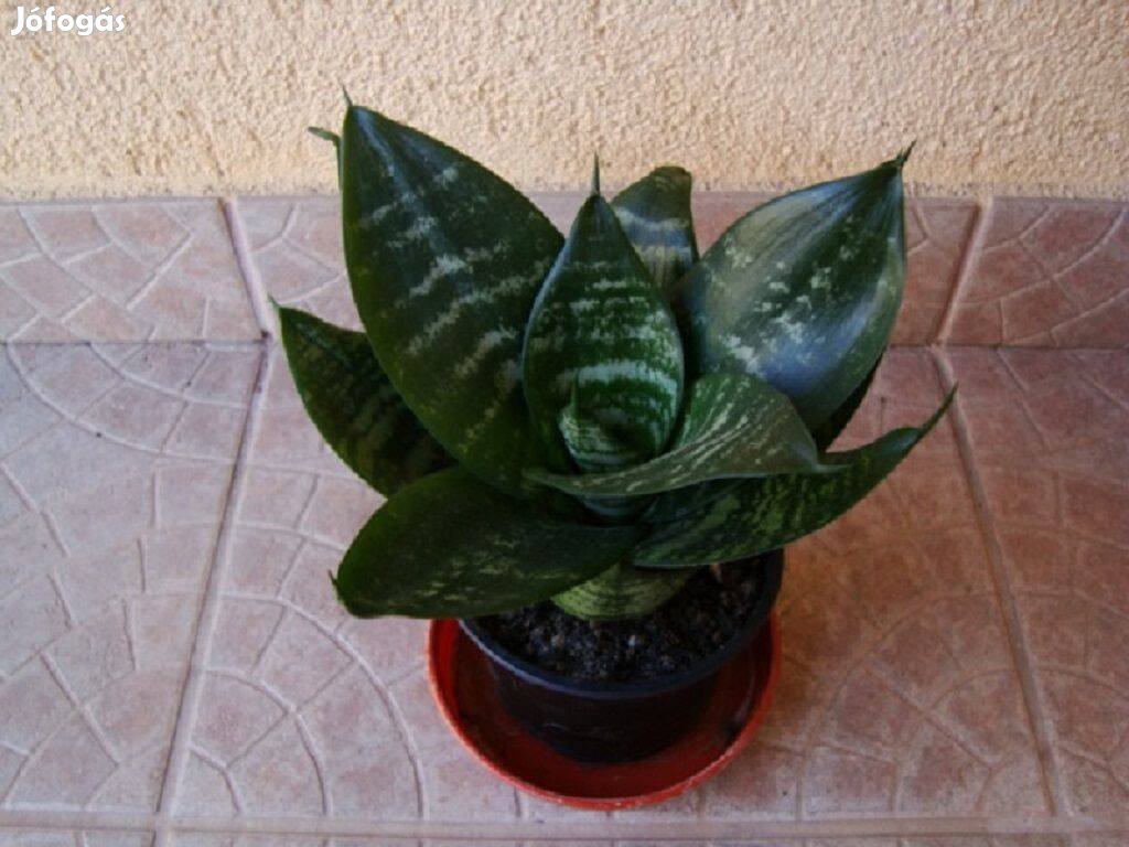 Törpe sansevieria / anyósnyelv eladó