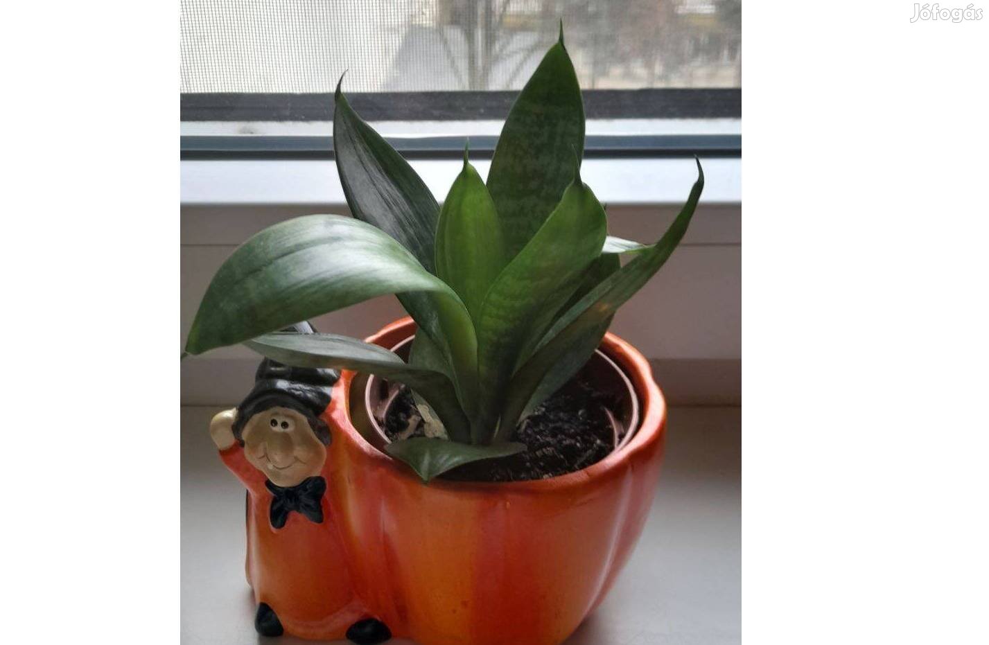 Törpe sansevieria eladó