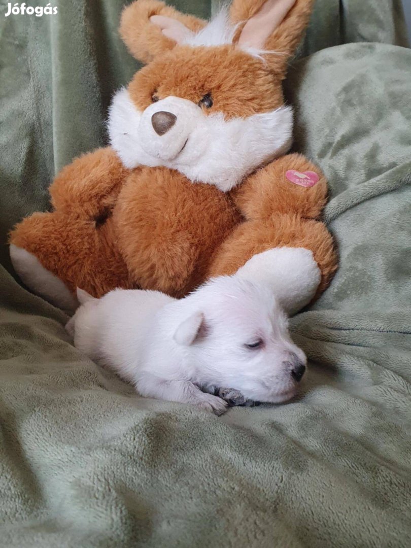 Törpe schnauzer Feher kan