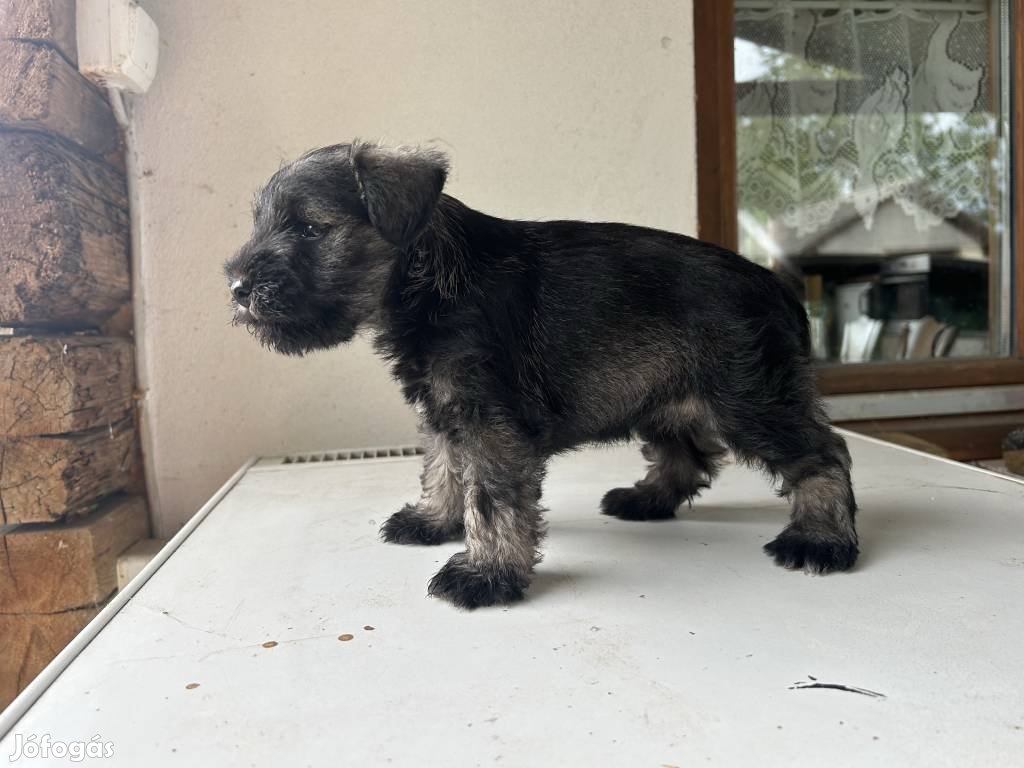 Törpe schnauzer fajta jellegű kiskutyák ingyen elvihetők