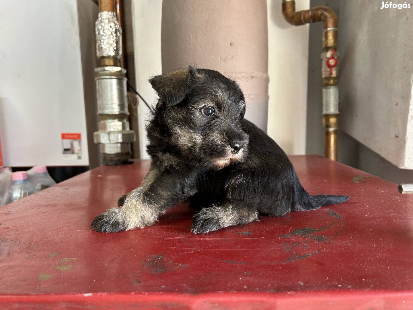 Törpe schnauzer fajta jellegű kiskutyák ingyen elvihetők