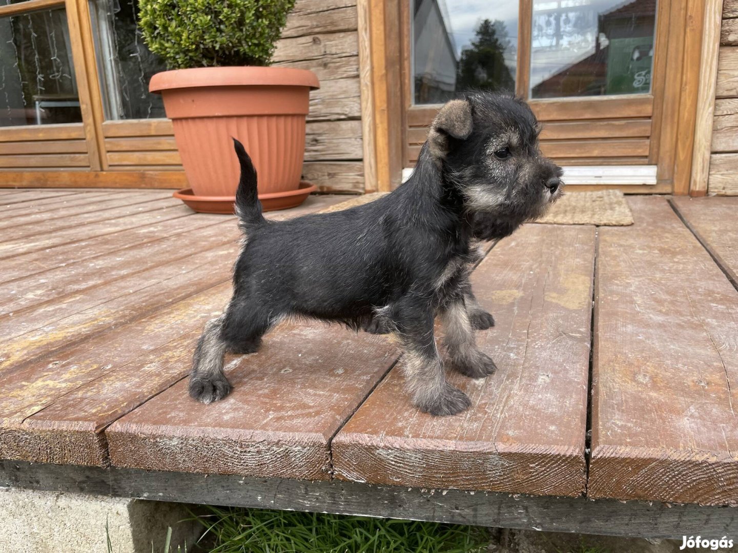 Törpe schnauzer fajta jellegű kiskutyák ingyen elvihetők