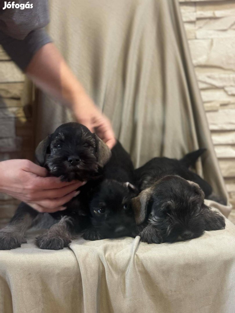 Törpe schnauzer kiskutyák