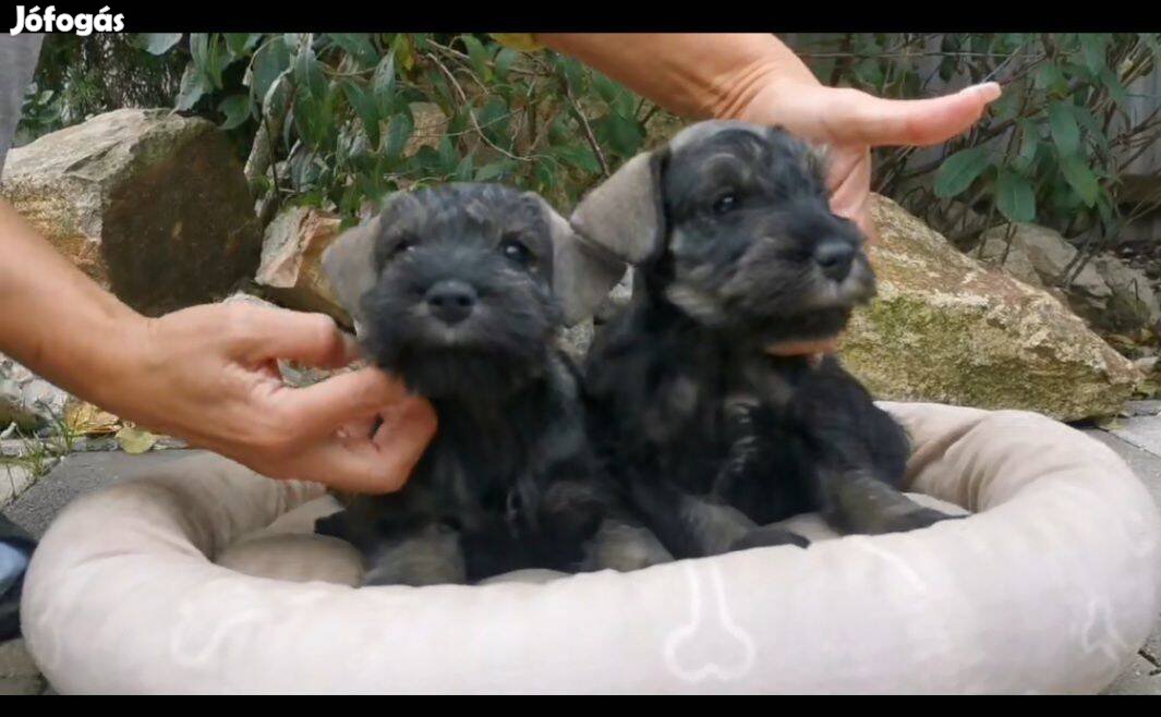 Törpe schnauzer kiskutyák eladók