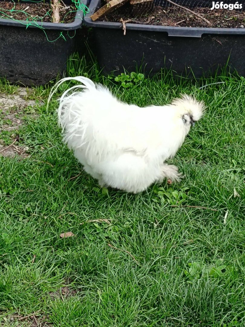 Törpe selyem kakas eladó
