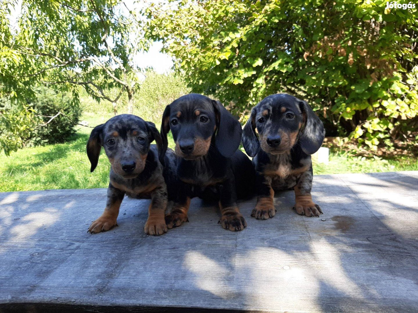 Törpe,standard eladó tacskó fekete-cser,harlekin,csoki barna,isabella