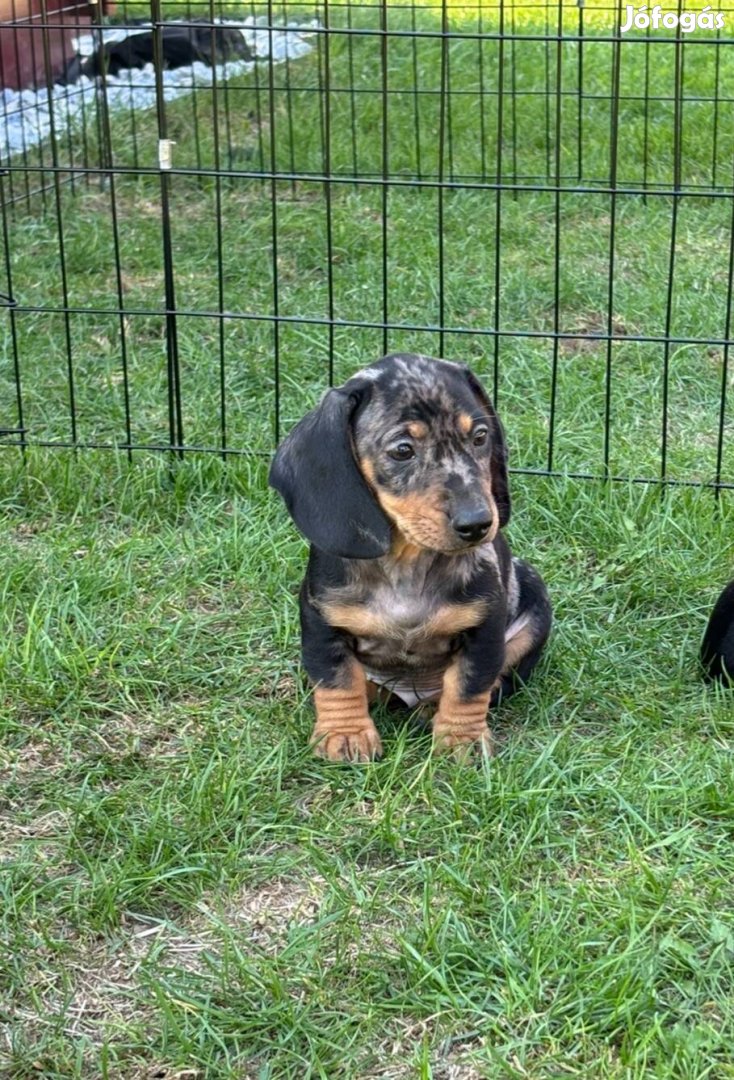 Törpe tacskó fajtatiszta jellegű kisfiú ingyen