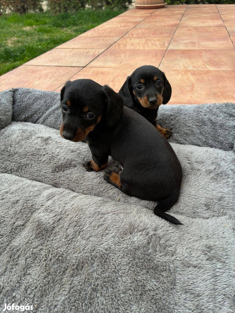 Törpe tacskó jellegű szuka és kan kölyök kutyusok ingyen