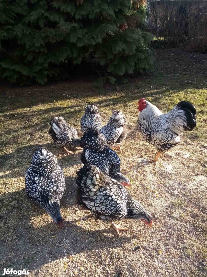 Törpe wyandotten fehér és ezüst színben eladó 