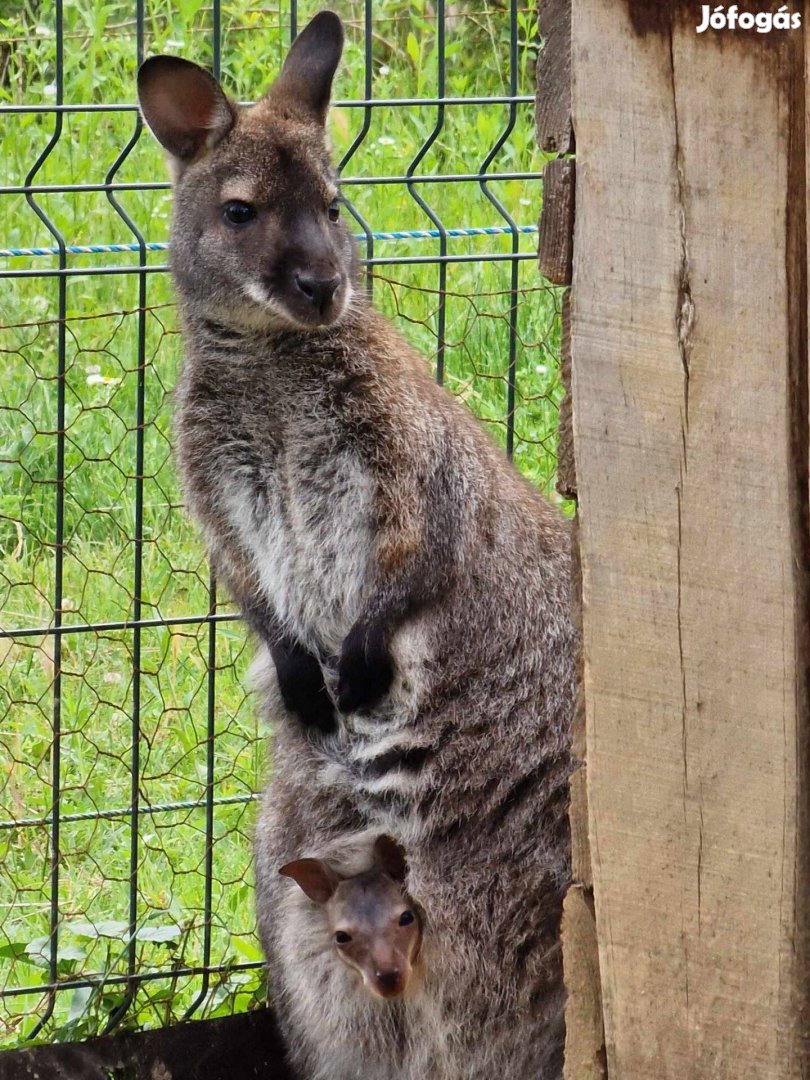 Törpekenguruk (wallaby, benett)