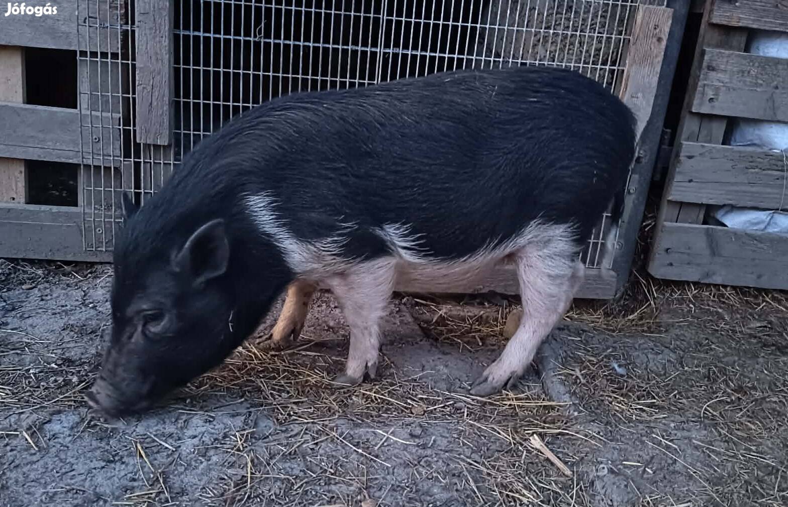 Törpemalac lány csere is érdekel