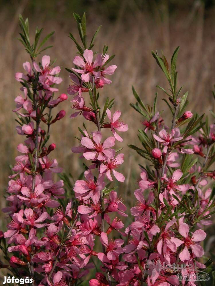 Törpemandula Prunus tenella