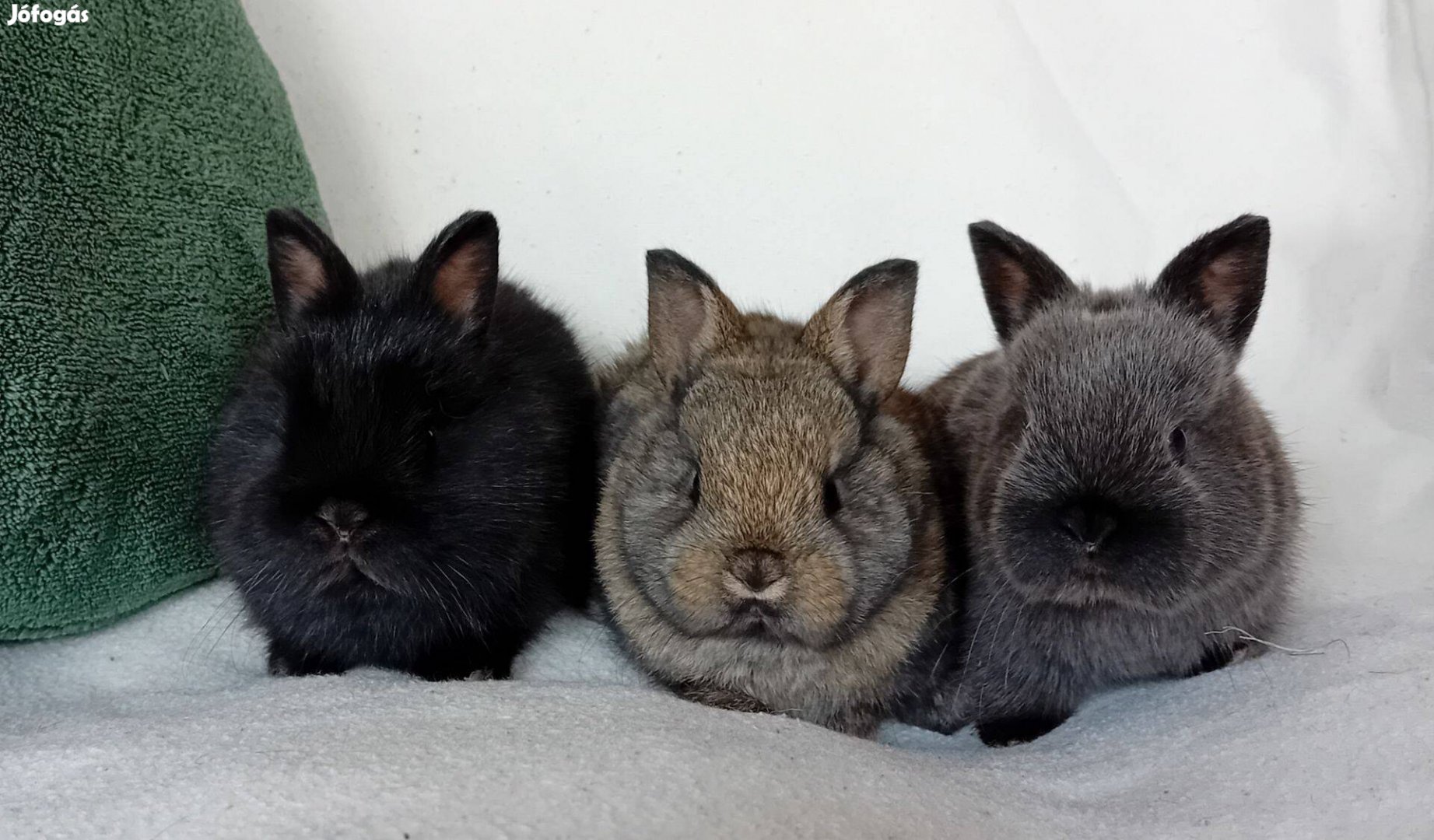 Törpenyúl, Holland törpenyúl